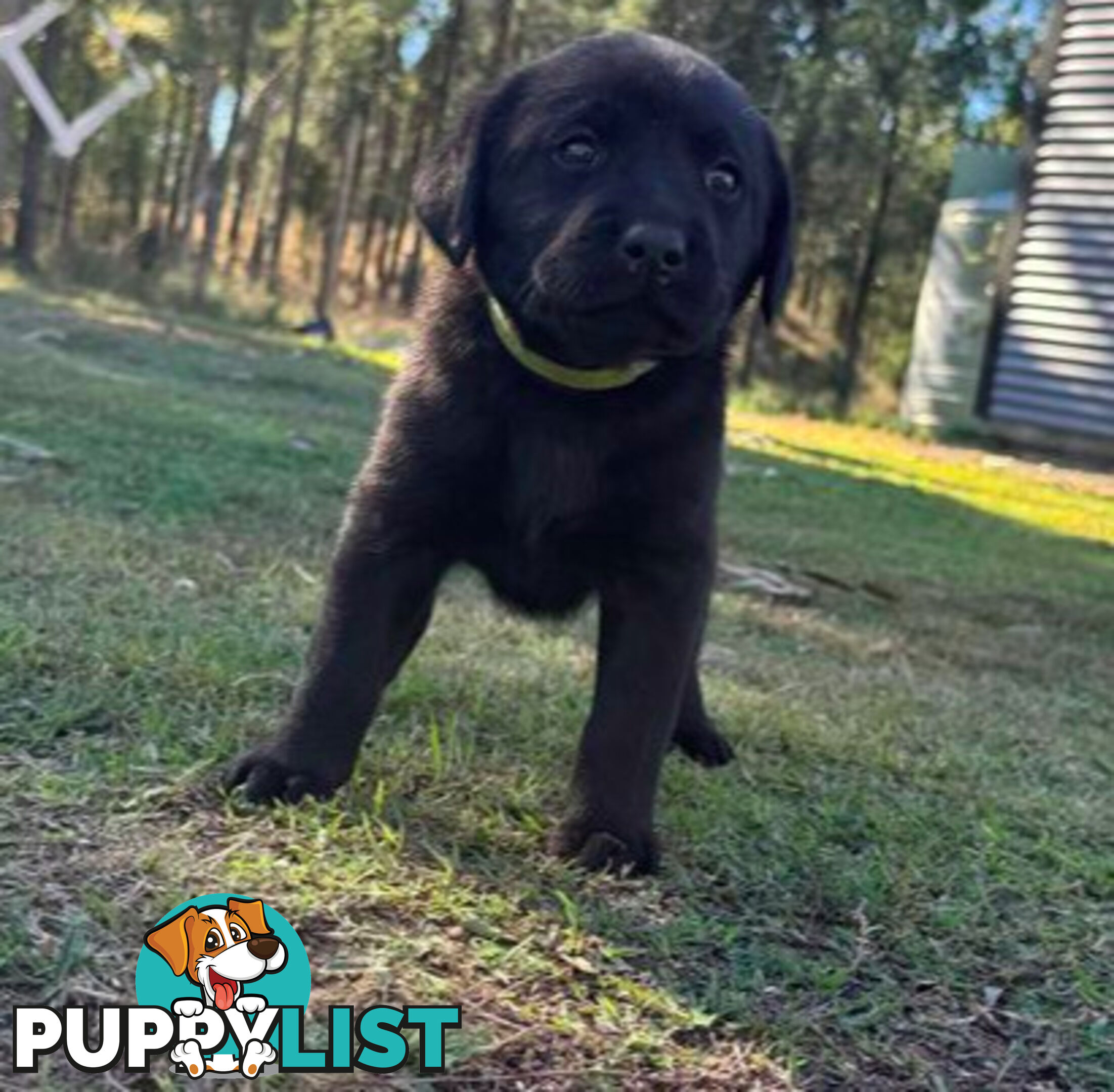 Purebred Labrador puppies looking for new homes