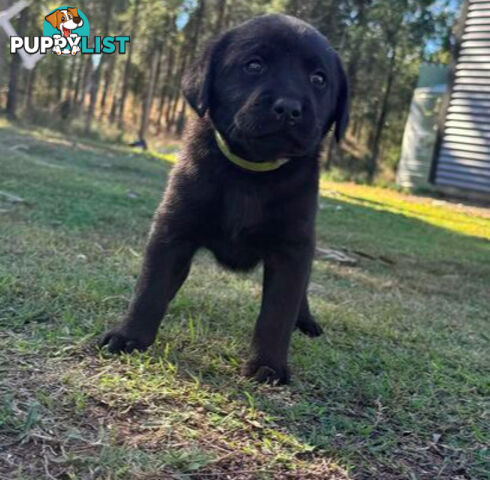 Purebred Labrador puppies looking for new homes