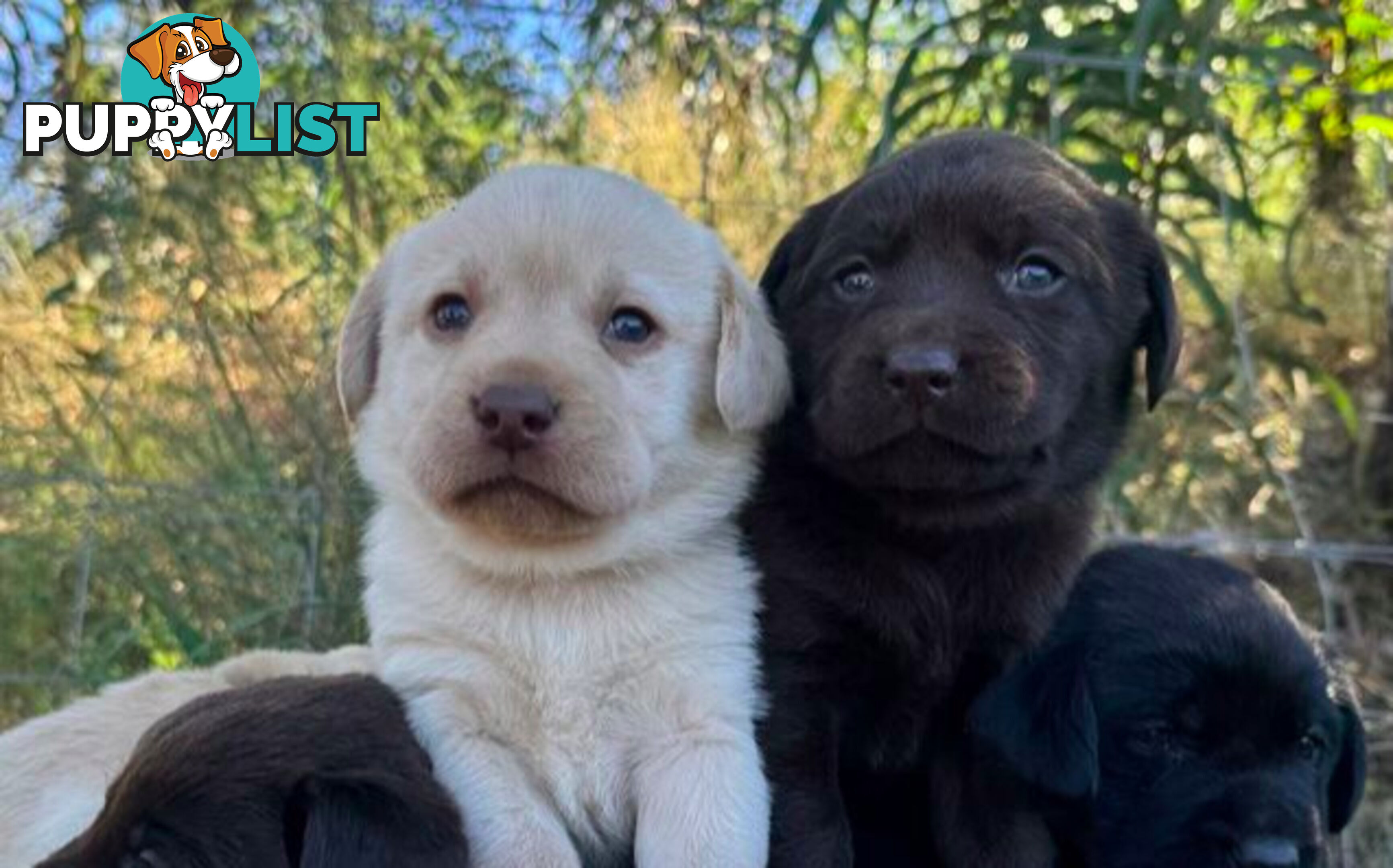 Purebred Labrador puppies looking for new homes