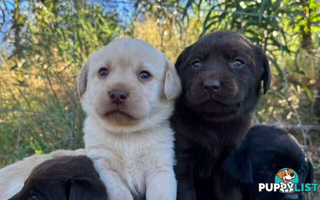 Purebred Labrador puppies looking for new homes