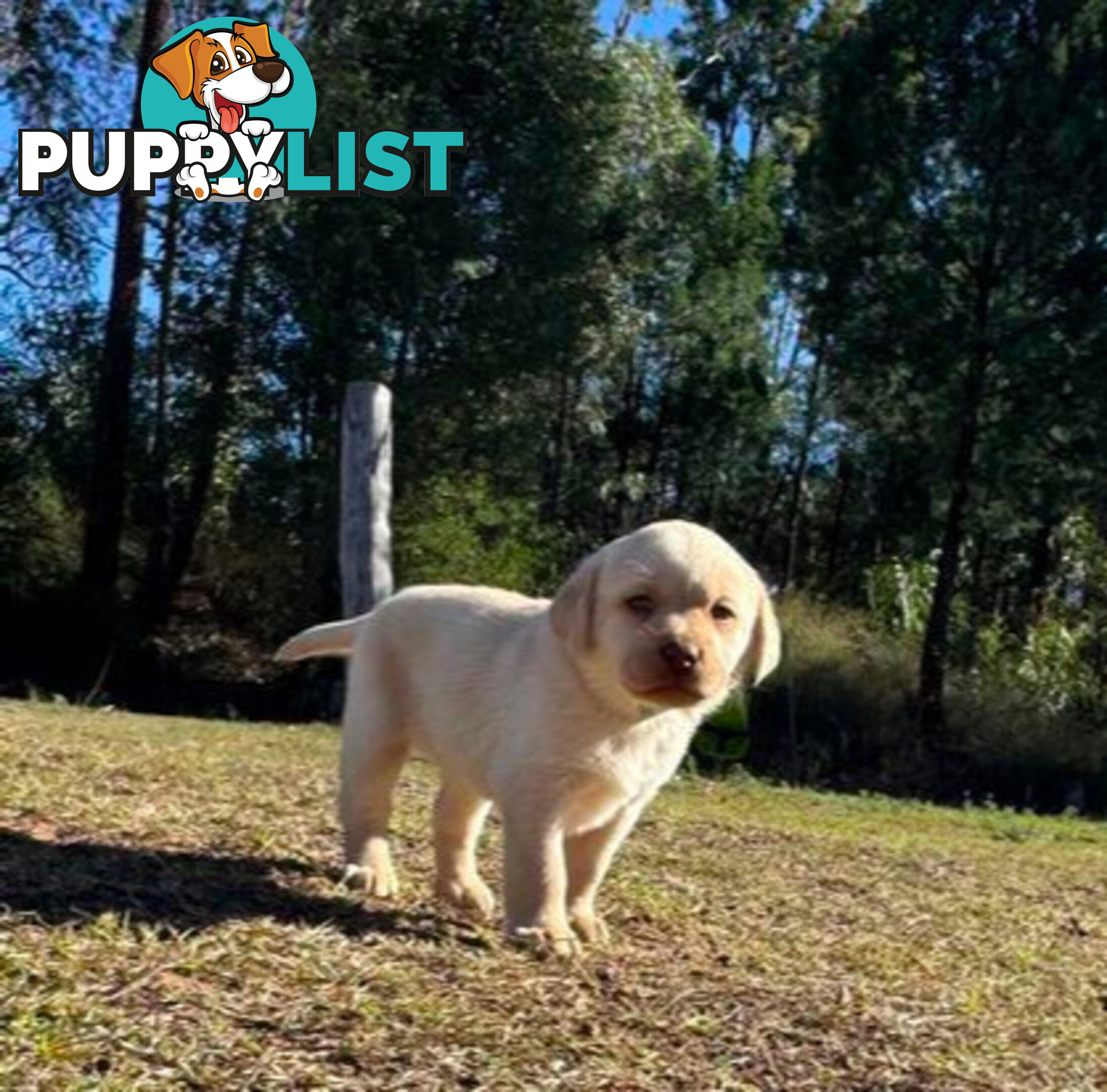 Purebred Labrador puppies looking for new homes