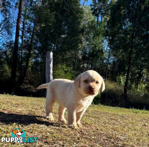 Purebred Labrador puppies looking for new homes