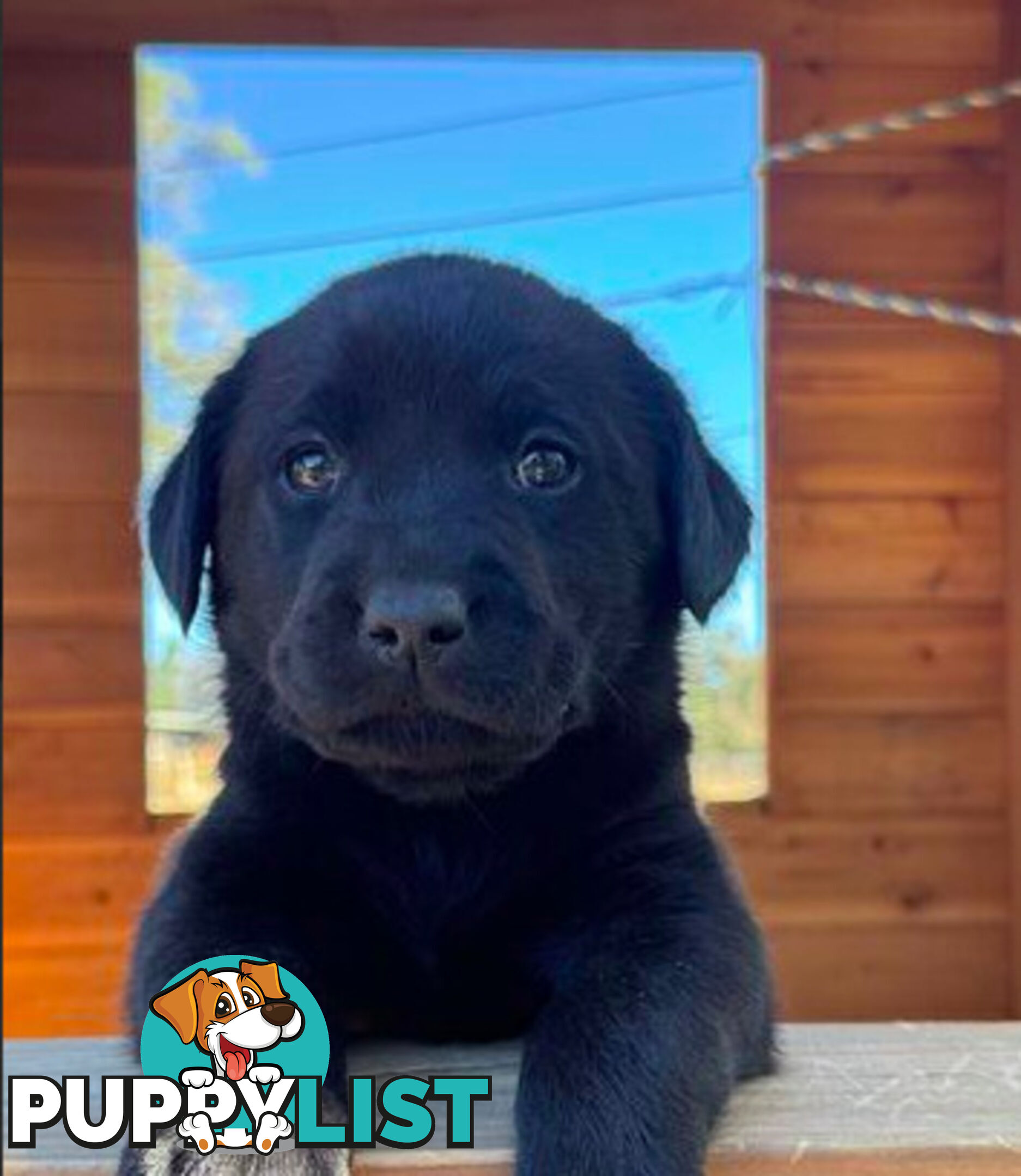 Purebred Labrador puppies looking for new homes