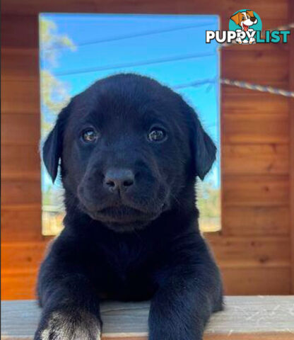 Purebred Labrador puppies looking for new homes