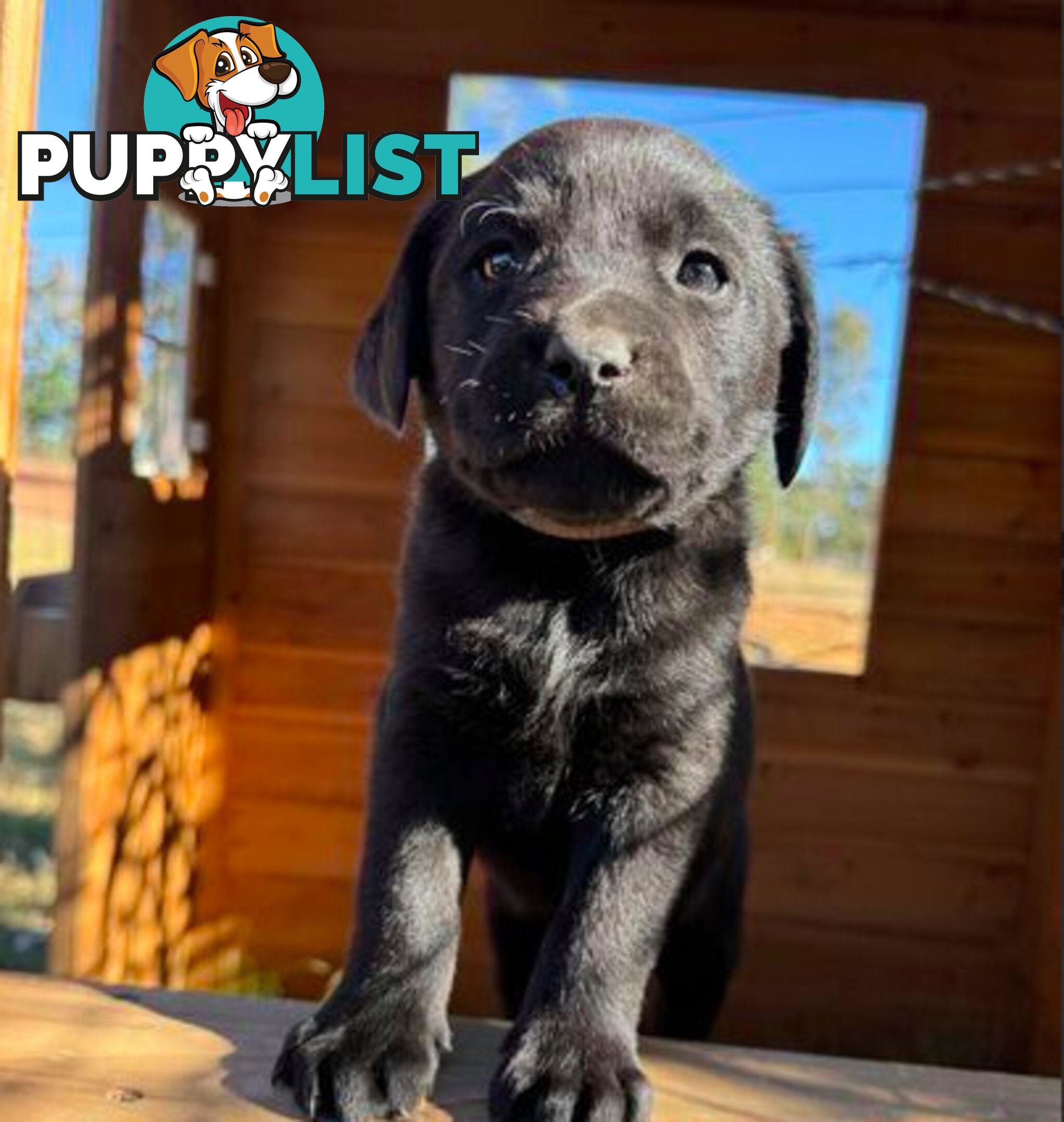 Purebred Labrador puppies looking for new homes