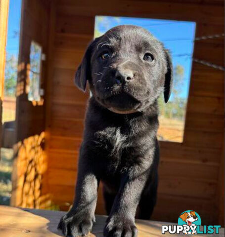 Purebred Labrador puppies looking for new homes