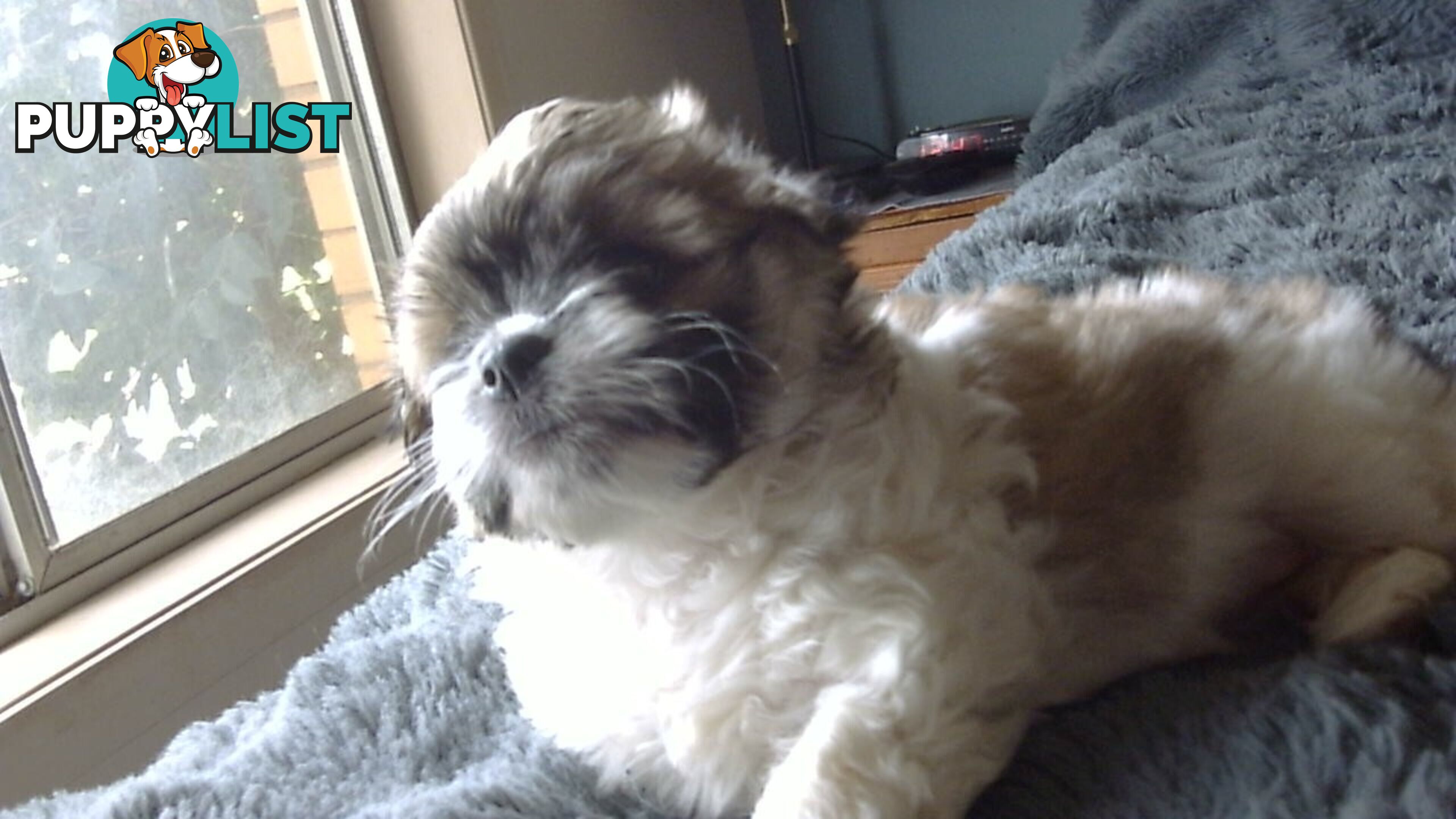 maltese shitzu puppies