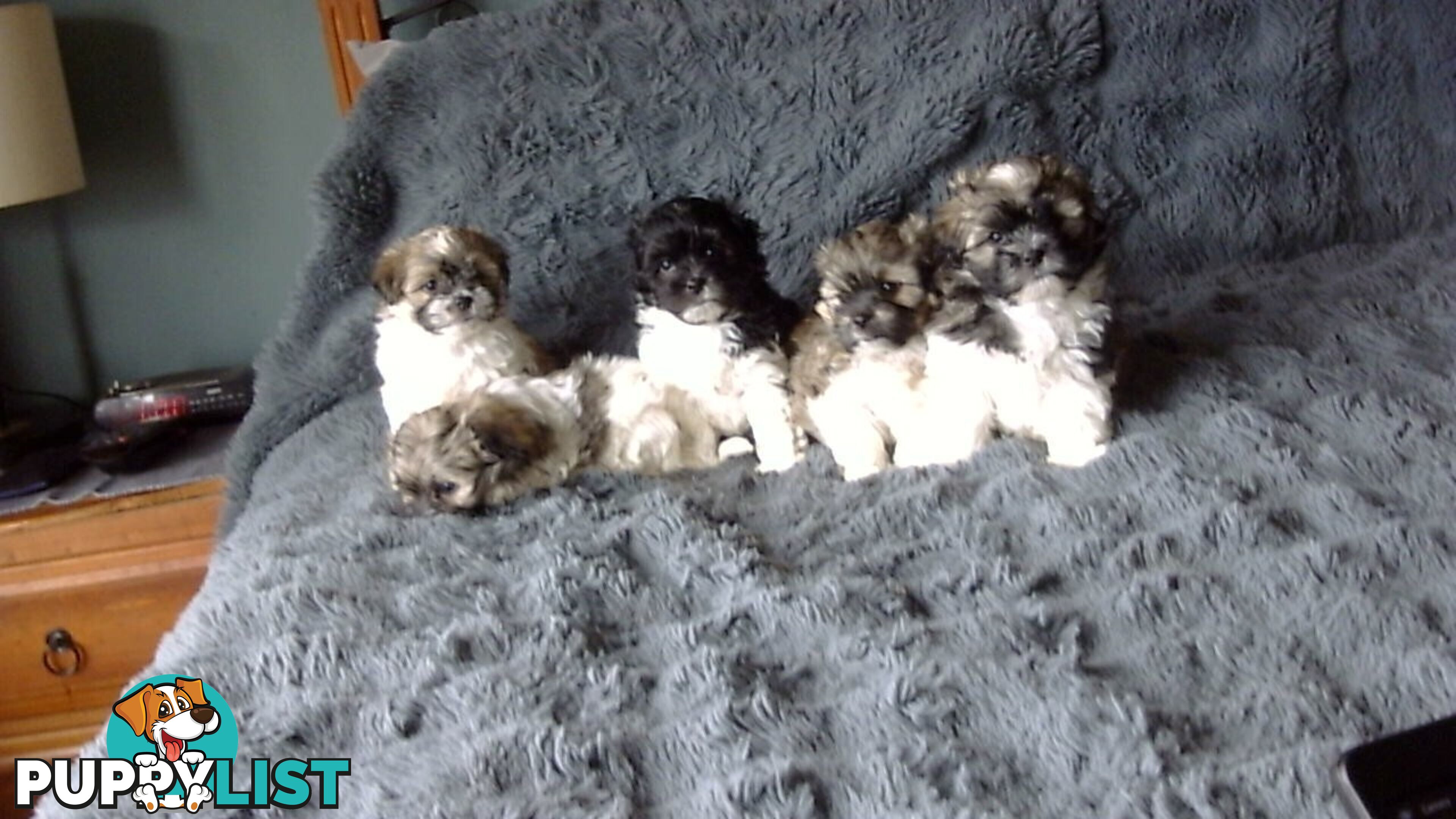 maltese shitzu puppies