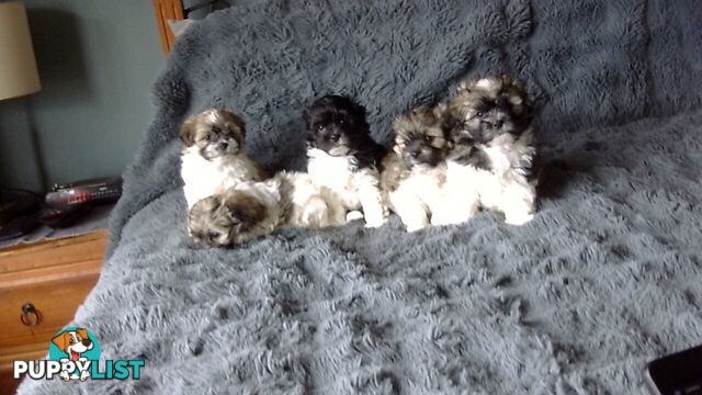 maltese shitzu puppies