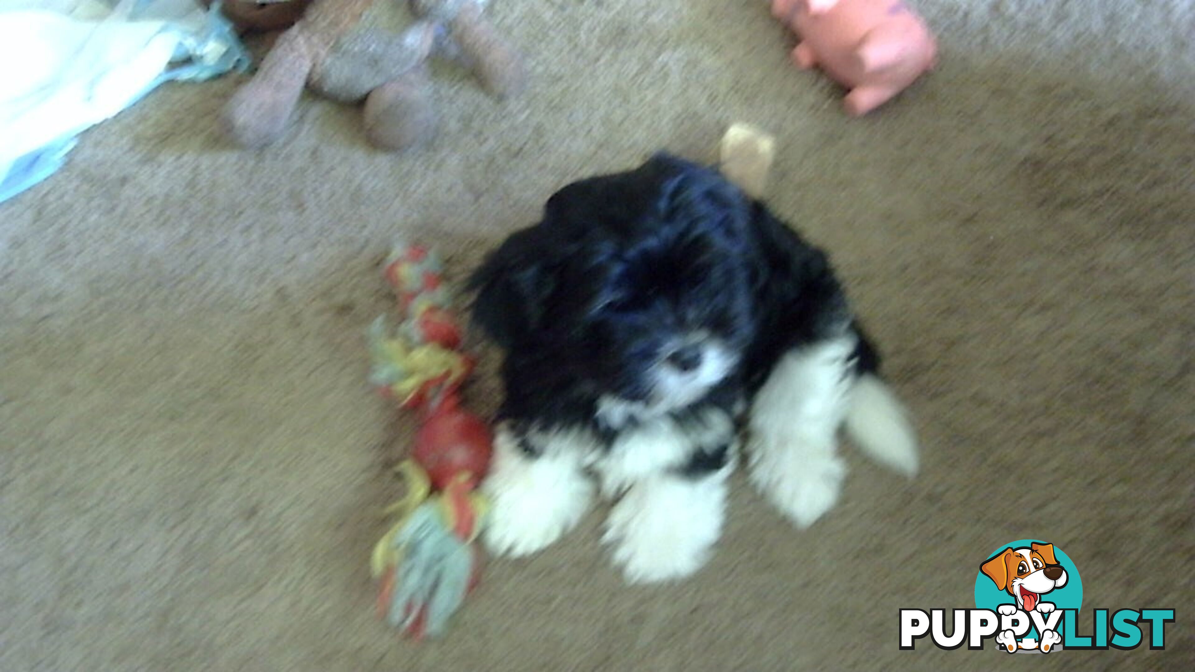 maltese shitzu puppies