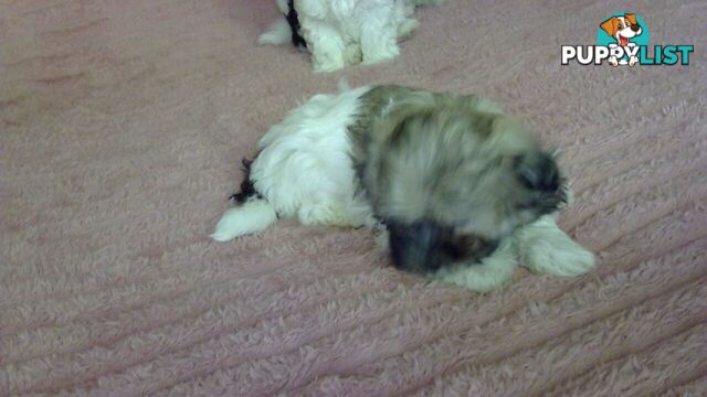 maltese shitzu puppies