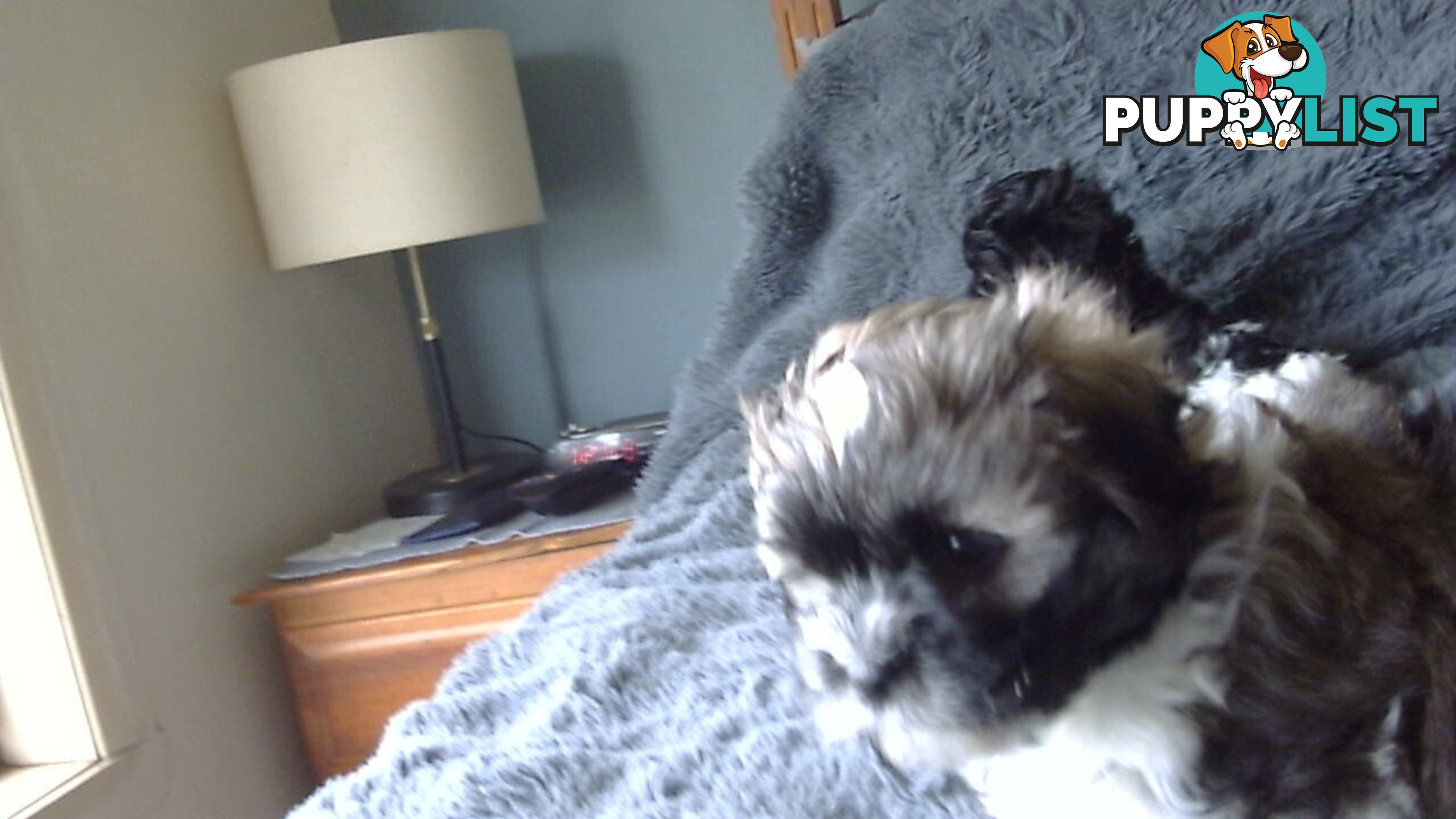 maltese shitzu puppies