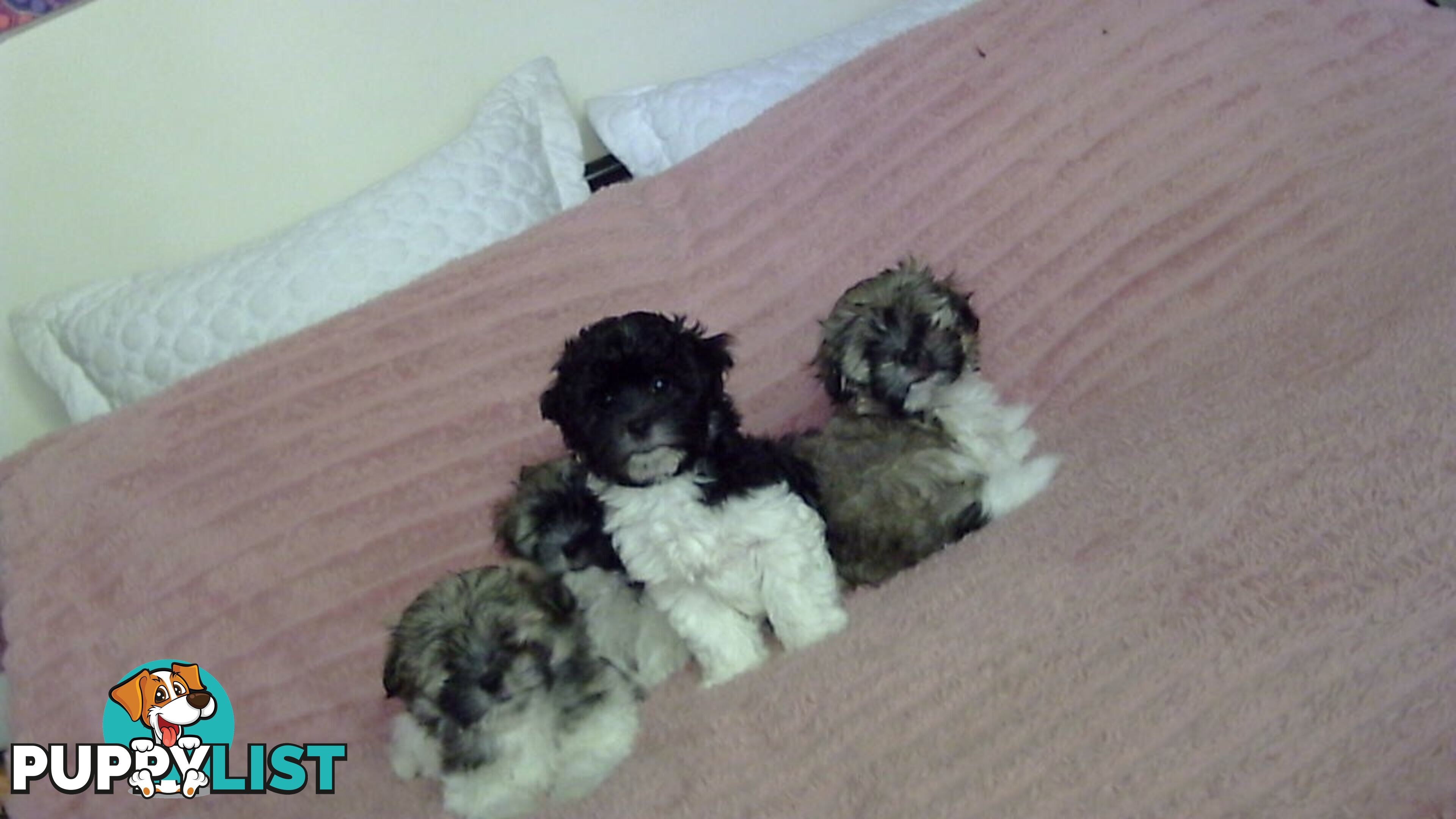 maltese shitzu puppies