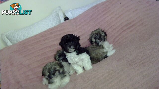 maltese shitzu puppies