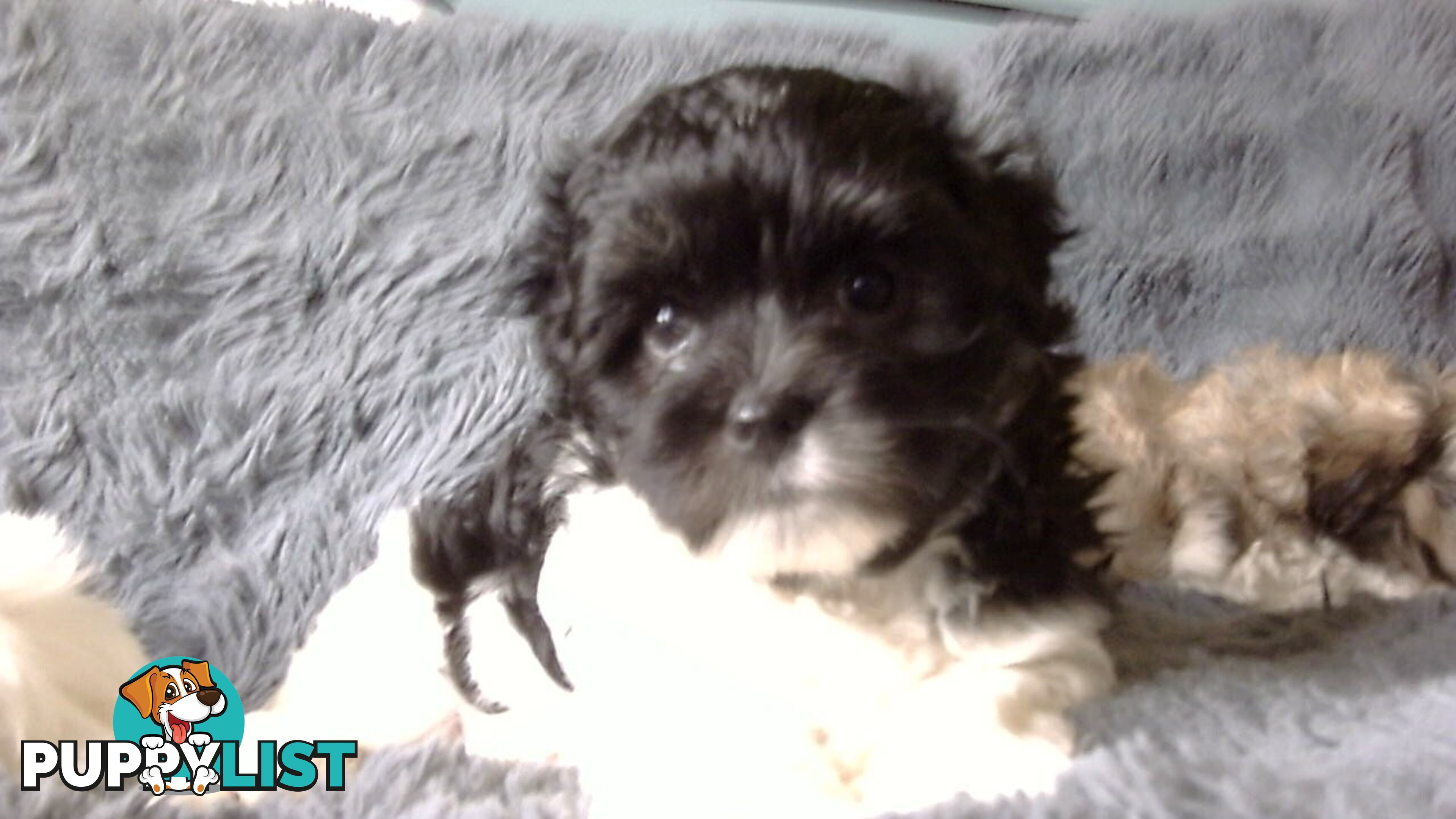 maltese shitzu puppies
