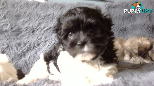 maltese shitzu puppies