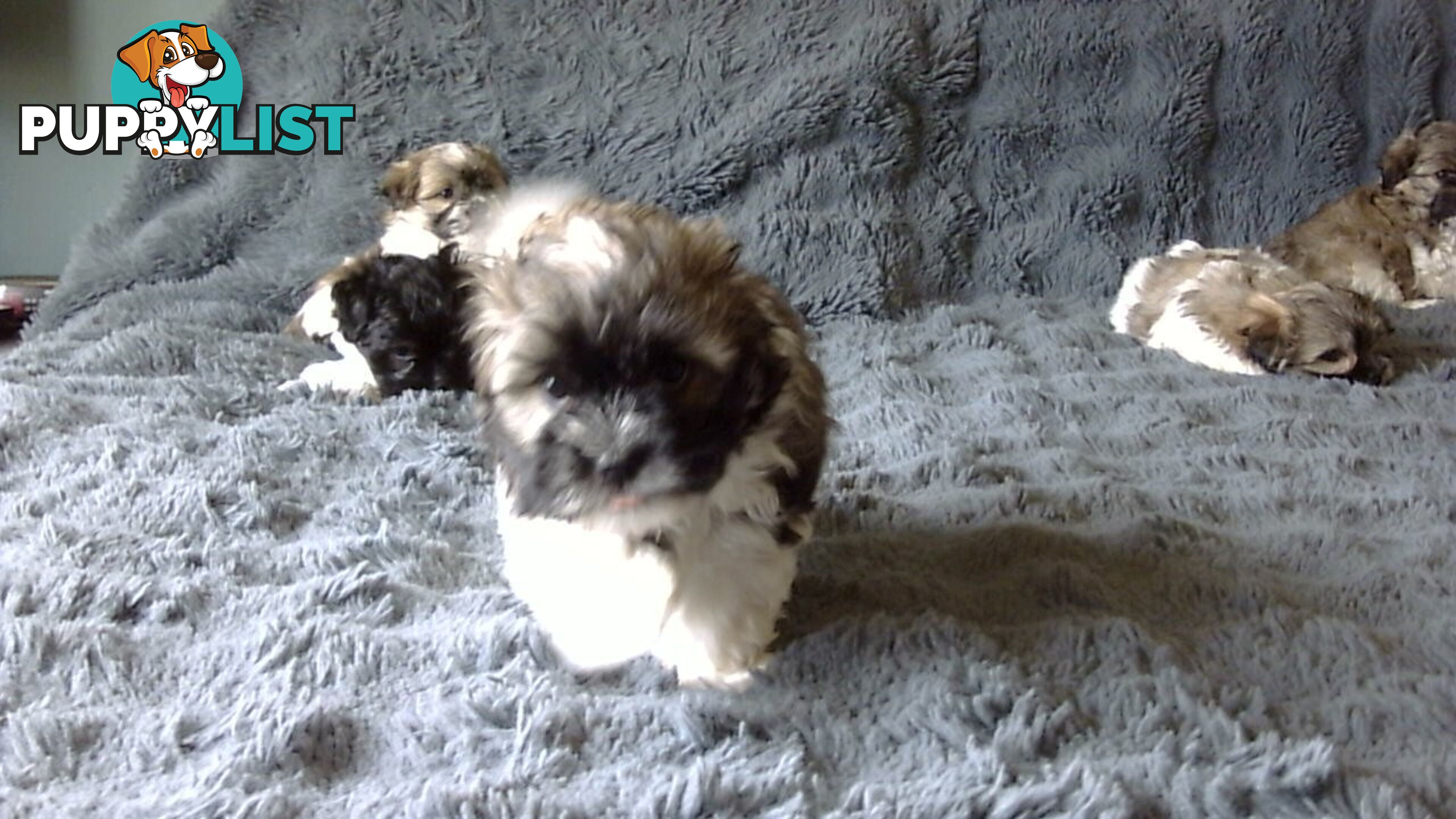 maltese shitzu puppies