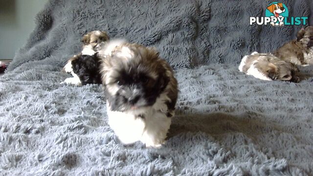maltese shitzu puppies