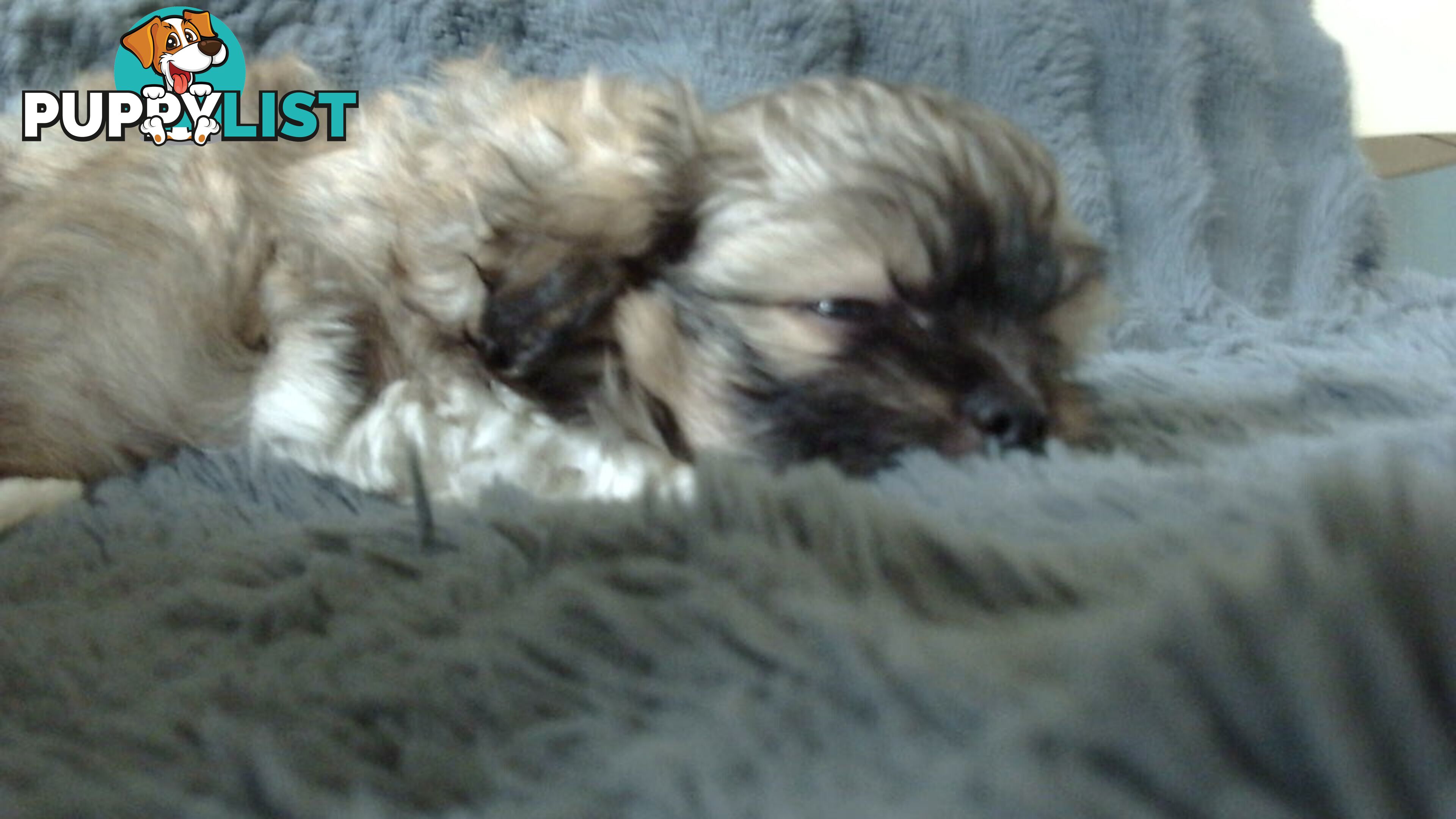 maltese shitzu puppies
