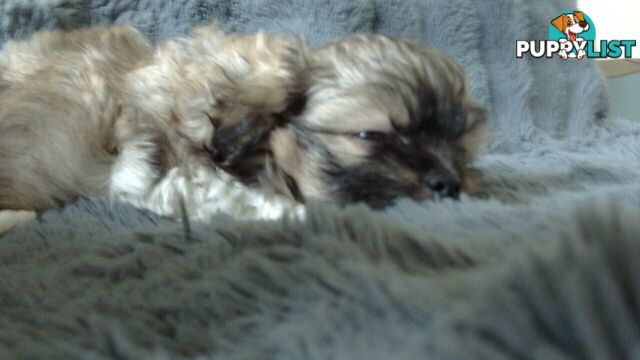 maltese shitzu puppies