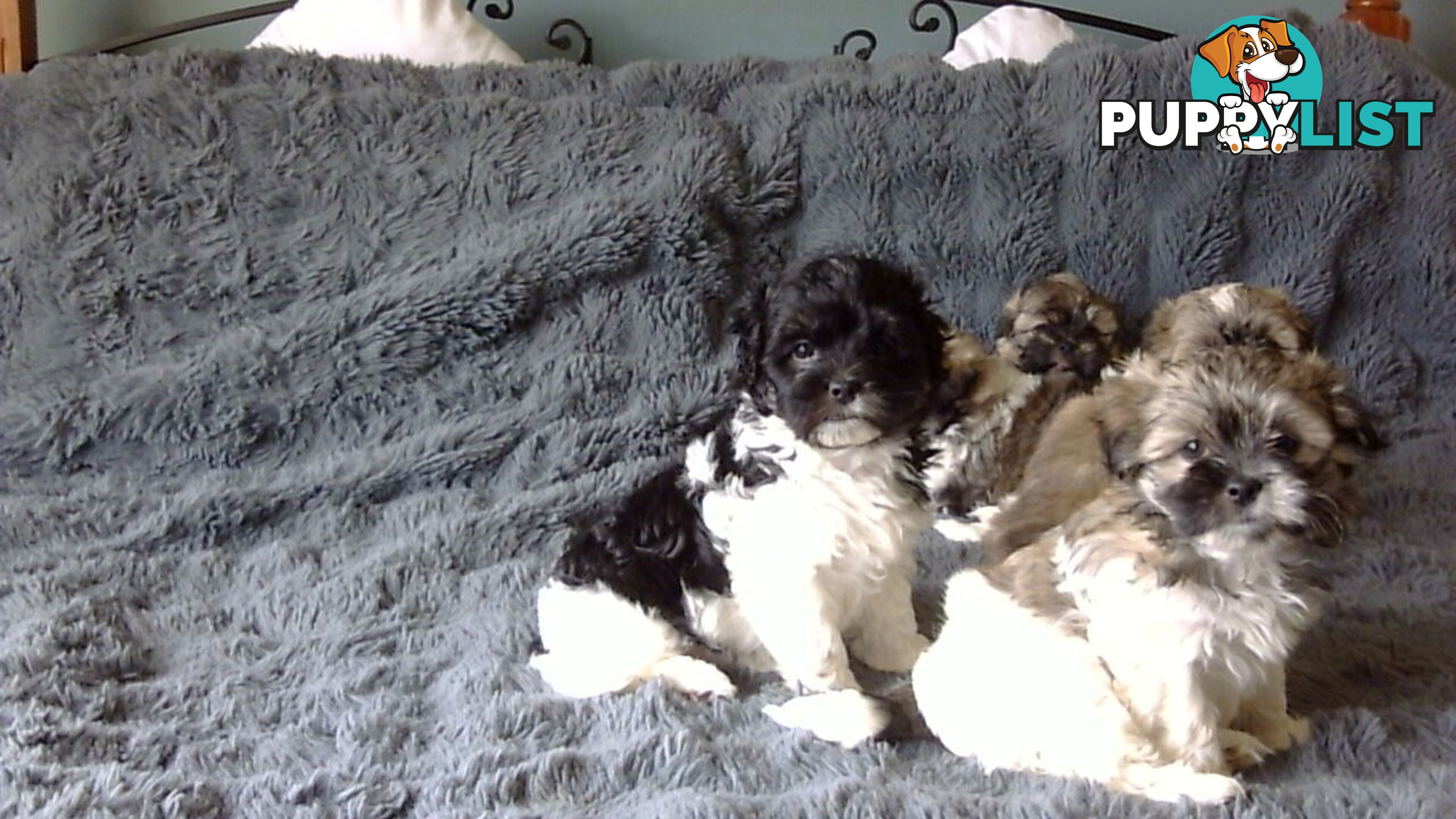 maltese shitzu puppies