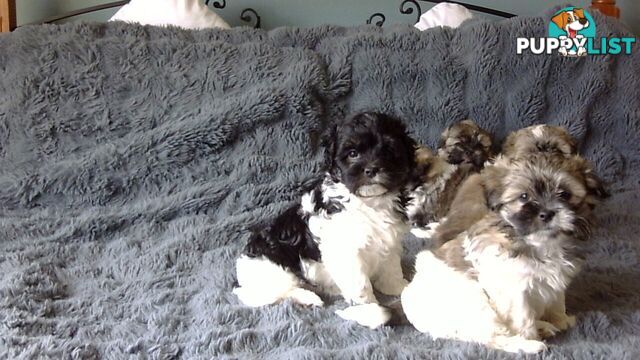 maltese shitzu puppies