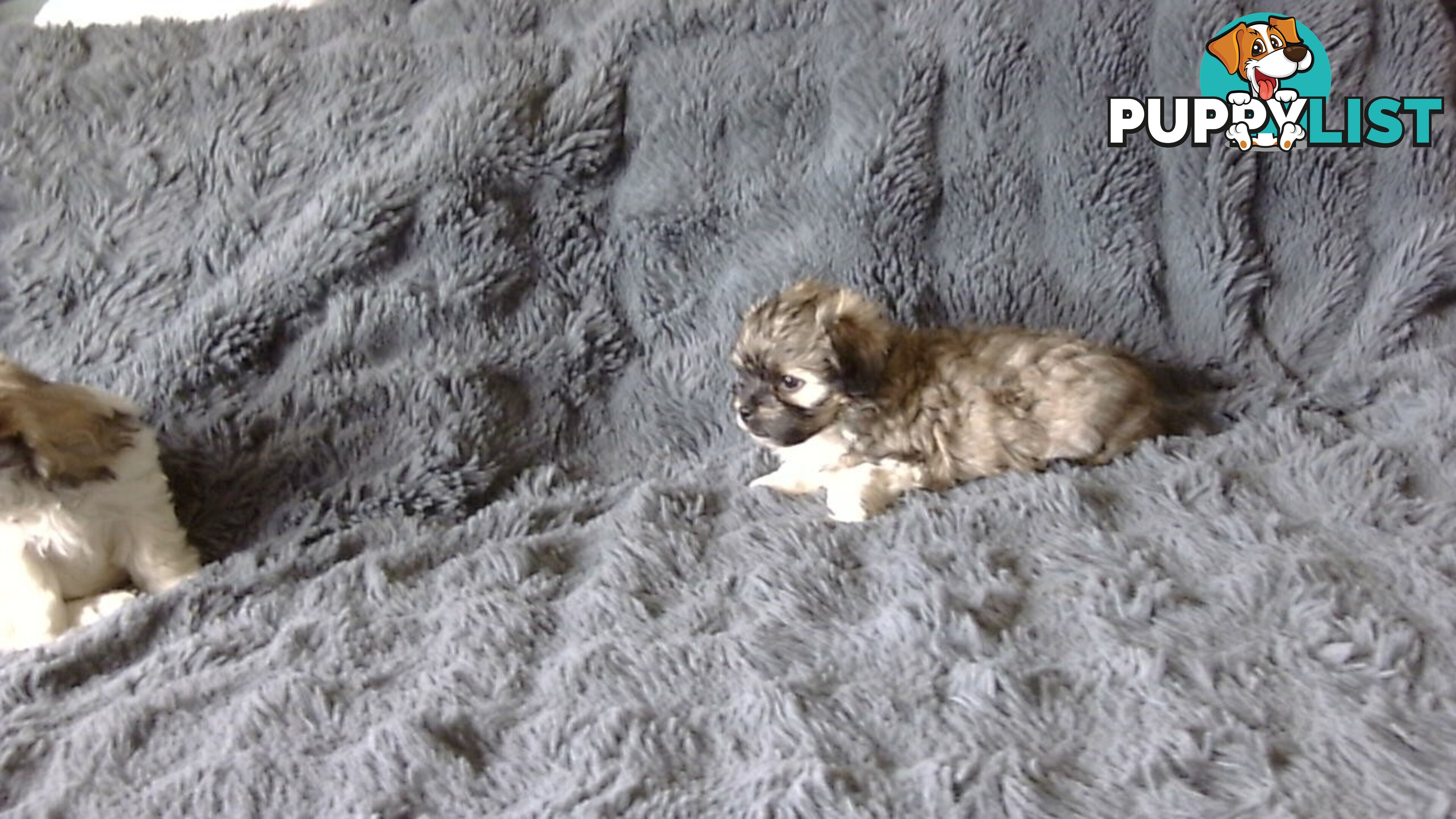 maltese shitzu puppies