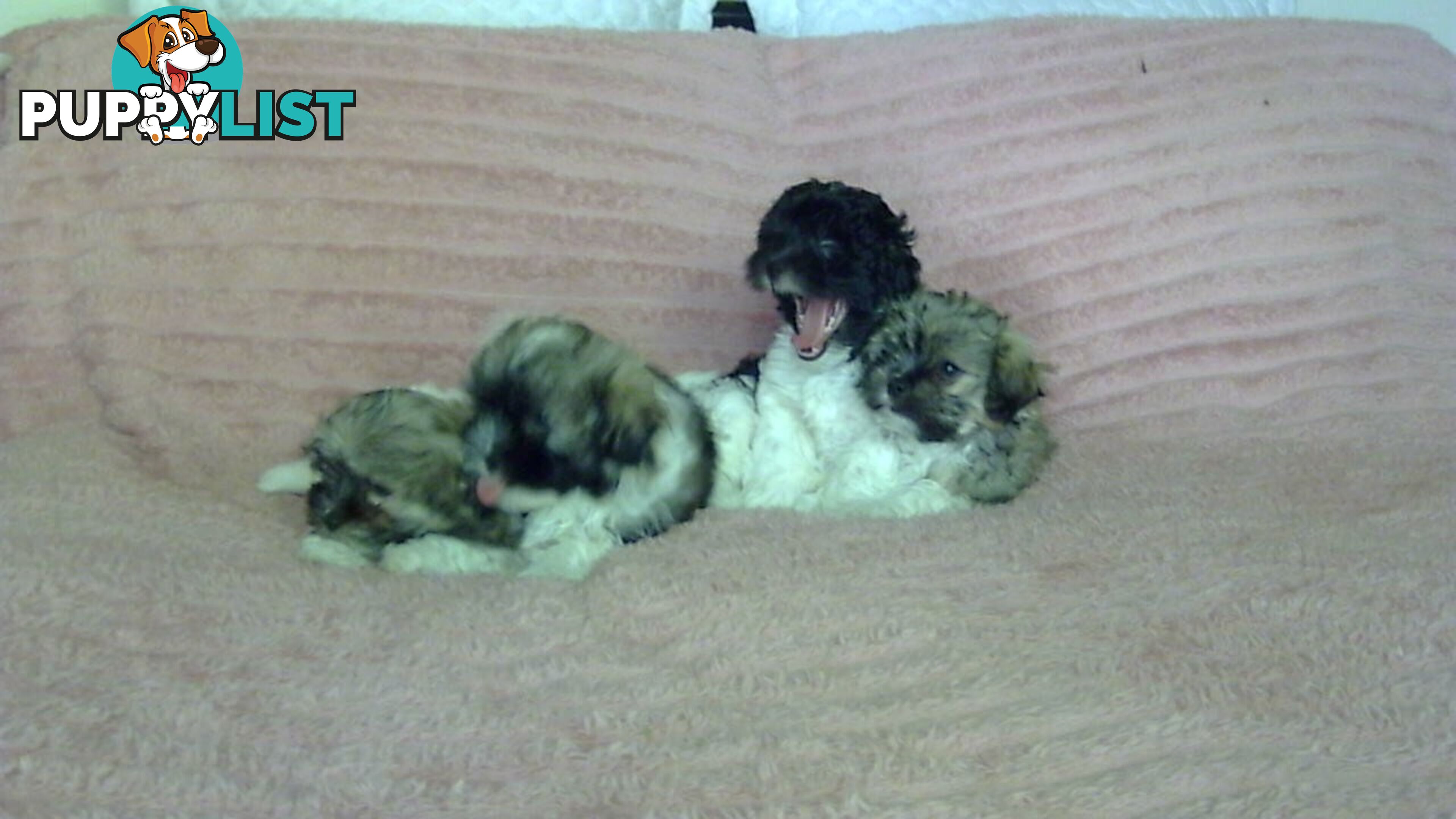 maltese shitzu puppies