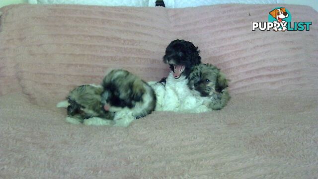 maltese shitzu puppies