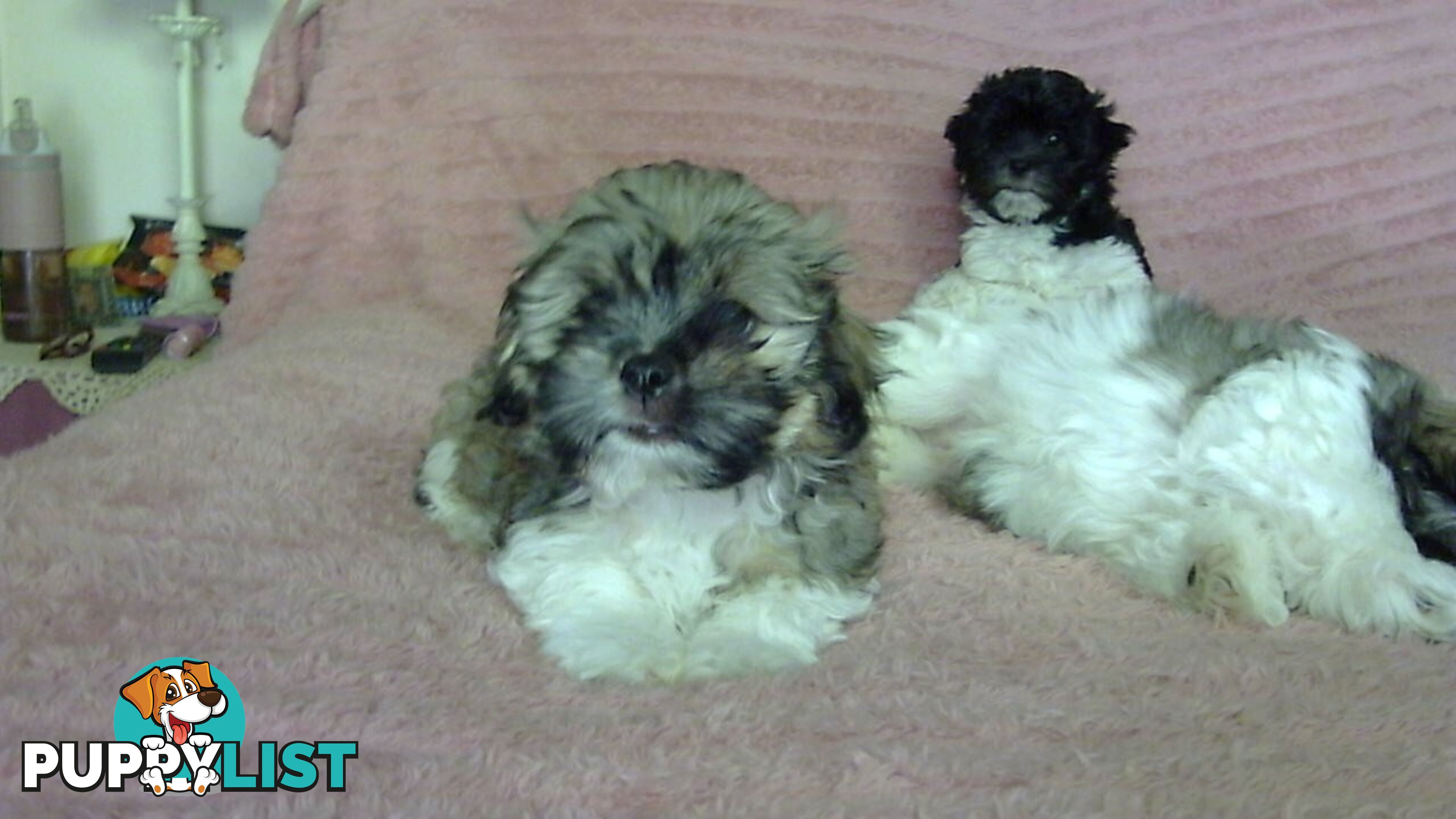 maltese shitzu puppies