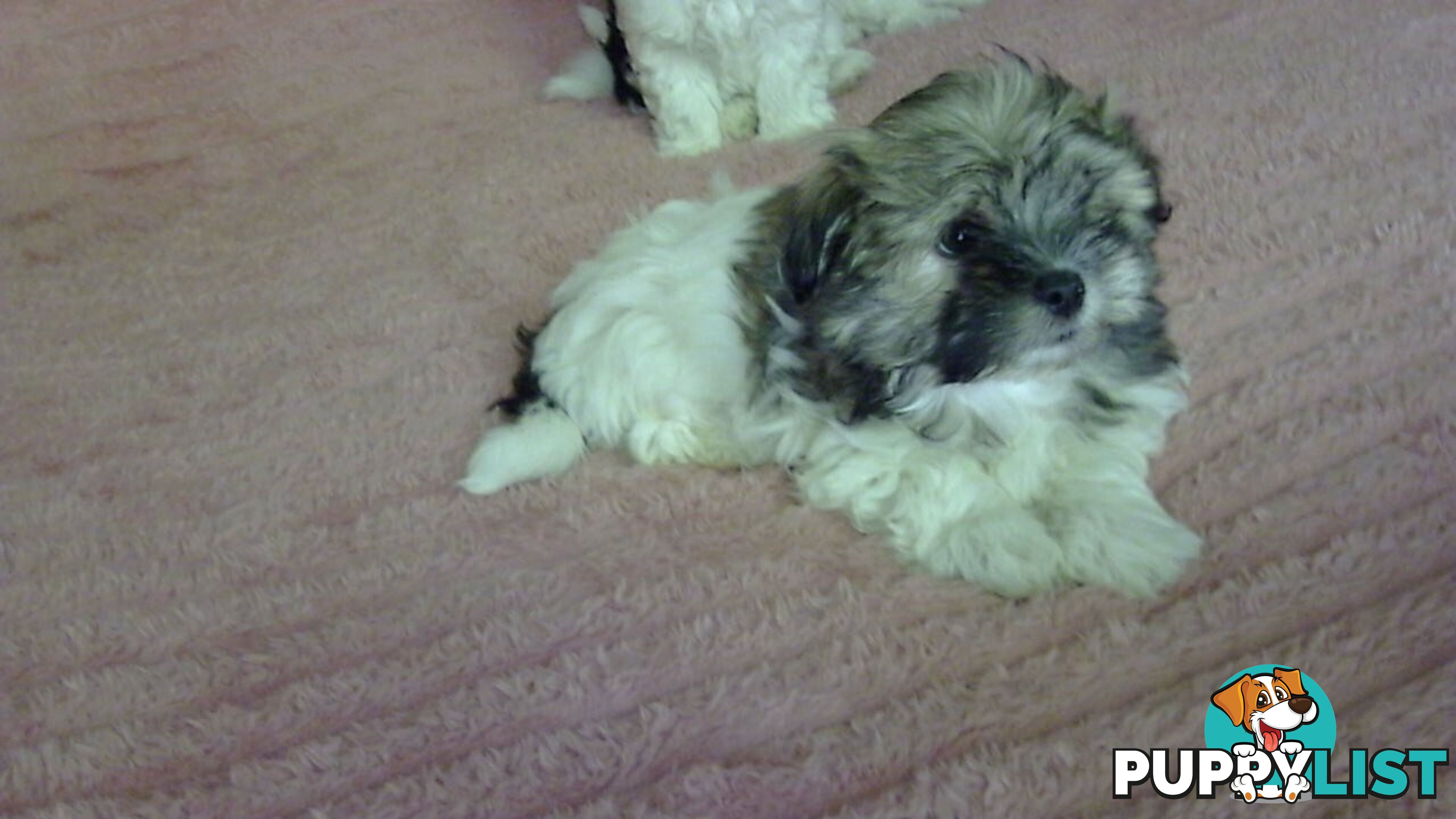maltese shitzu puppies