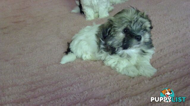 maltese shitzu puppies