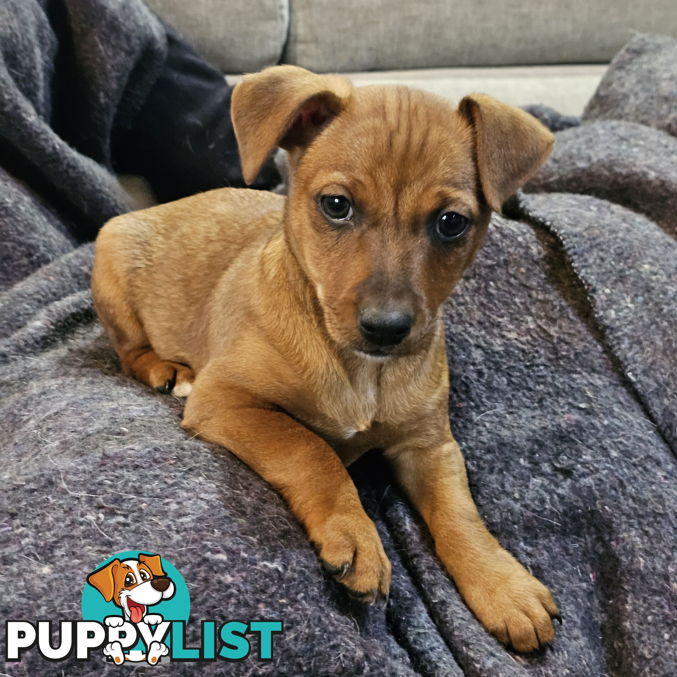 Manchester Terrier x Jack Russell
