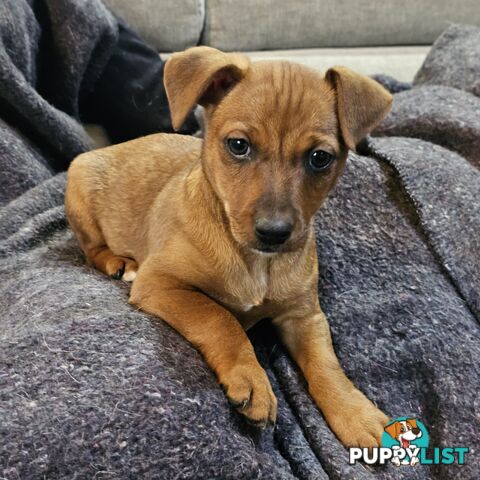 Manchester Terrier x Jack Russell