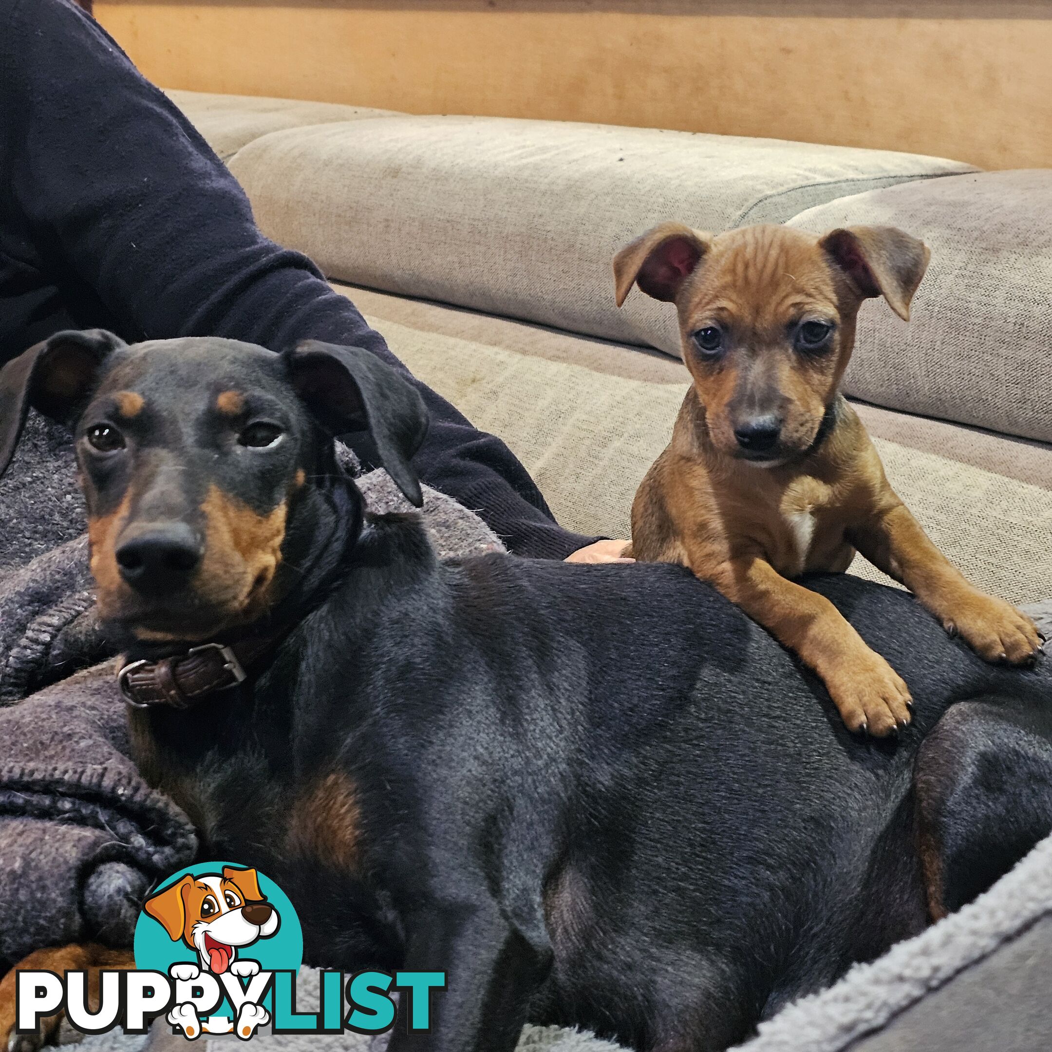 Manchester Terrier x Jack Russell