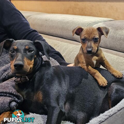 Manchester Terrier x Jack Russell