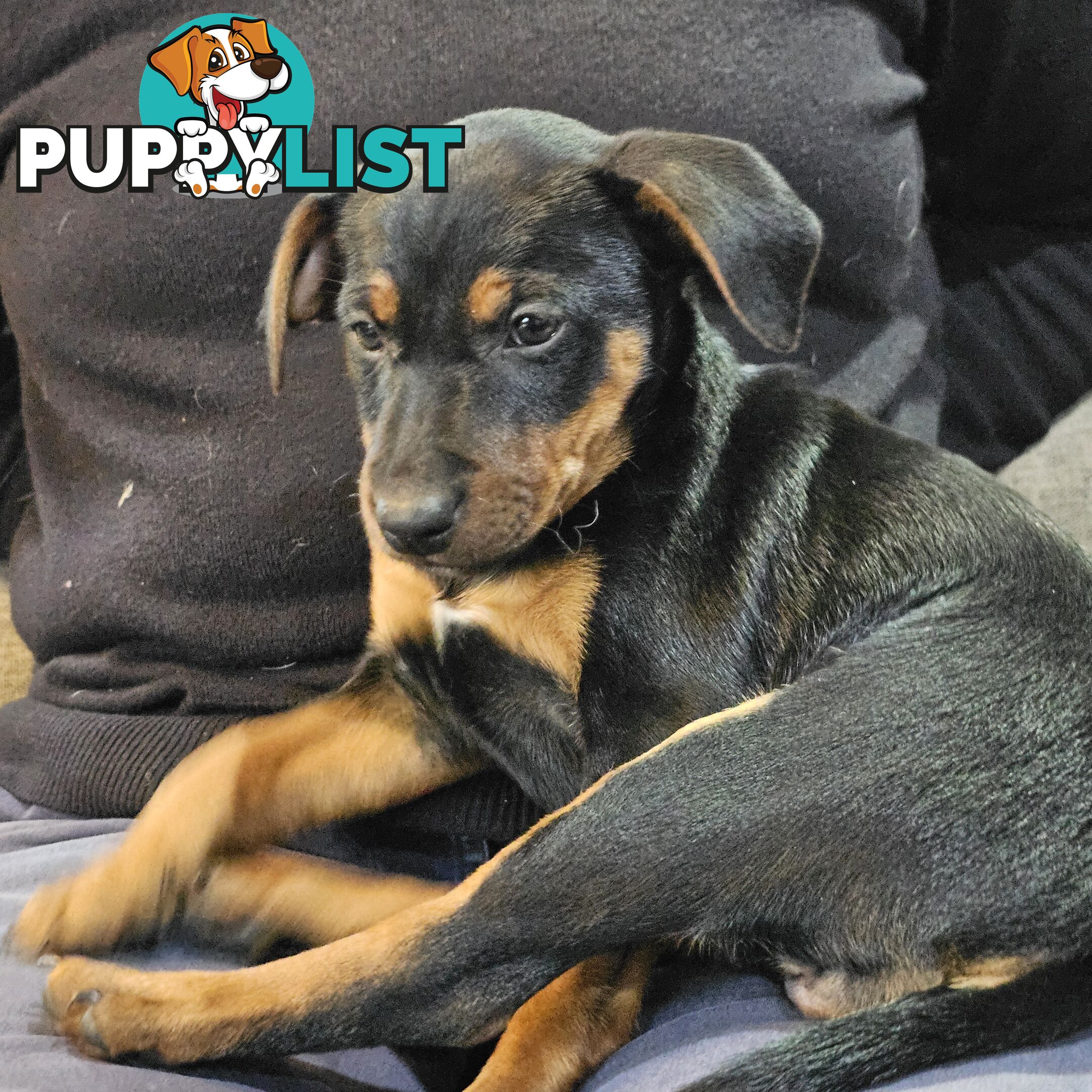Manchester Terrier x Jack Russell