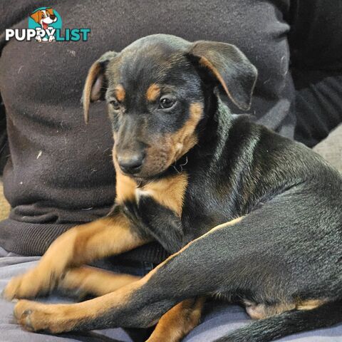 Manchester Terrier x Jack Russell