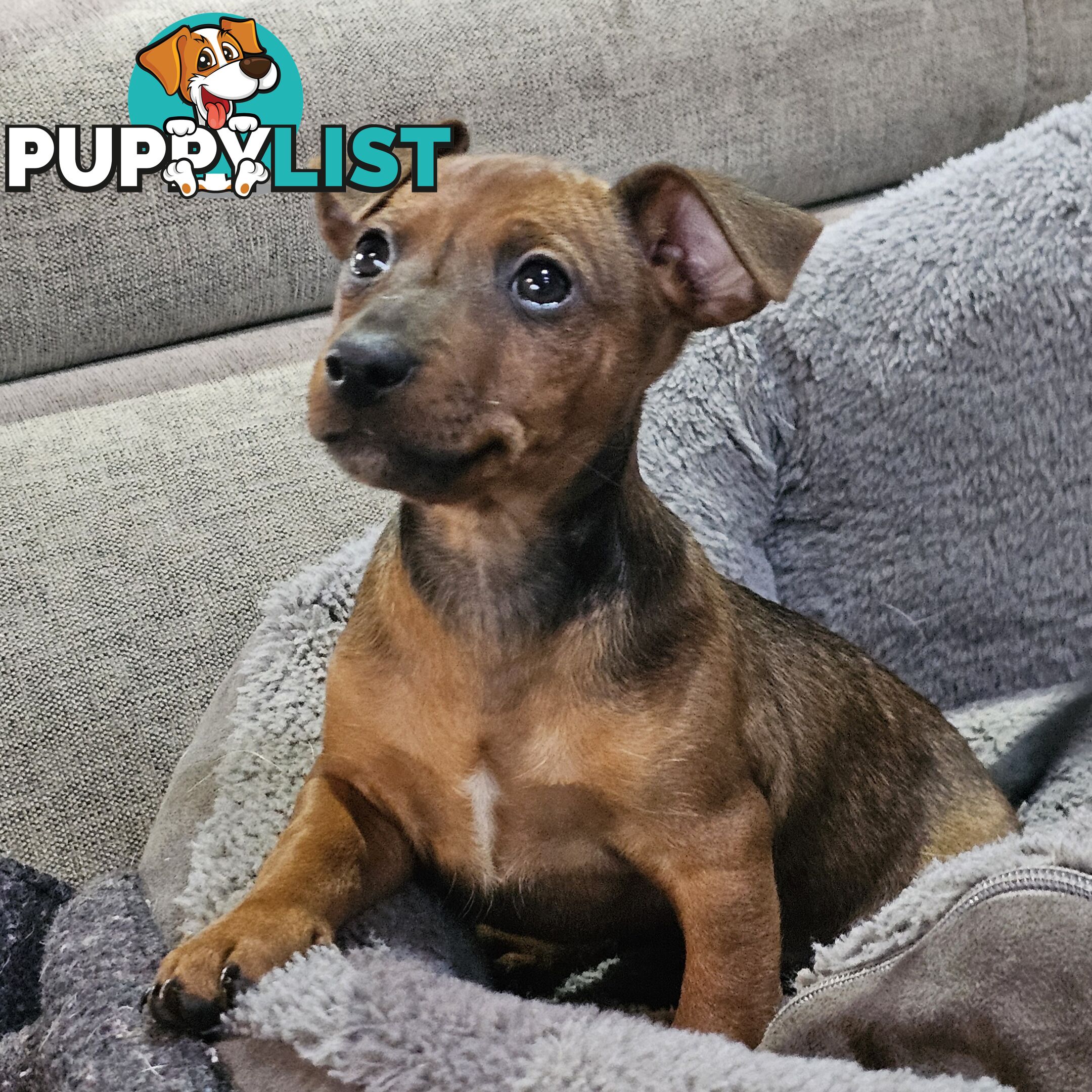 Manchester Terrier x Jack Russell