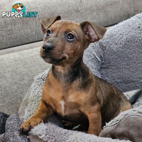 Manchester Terrier x Jack Russell