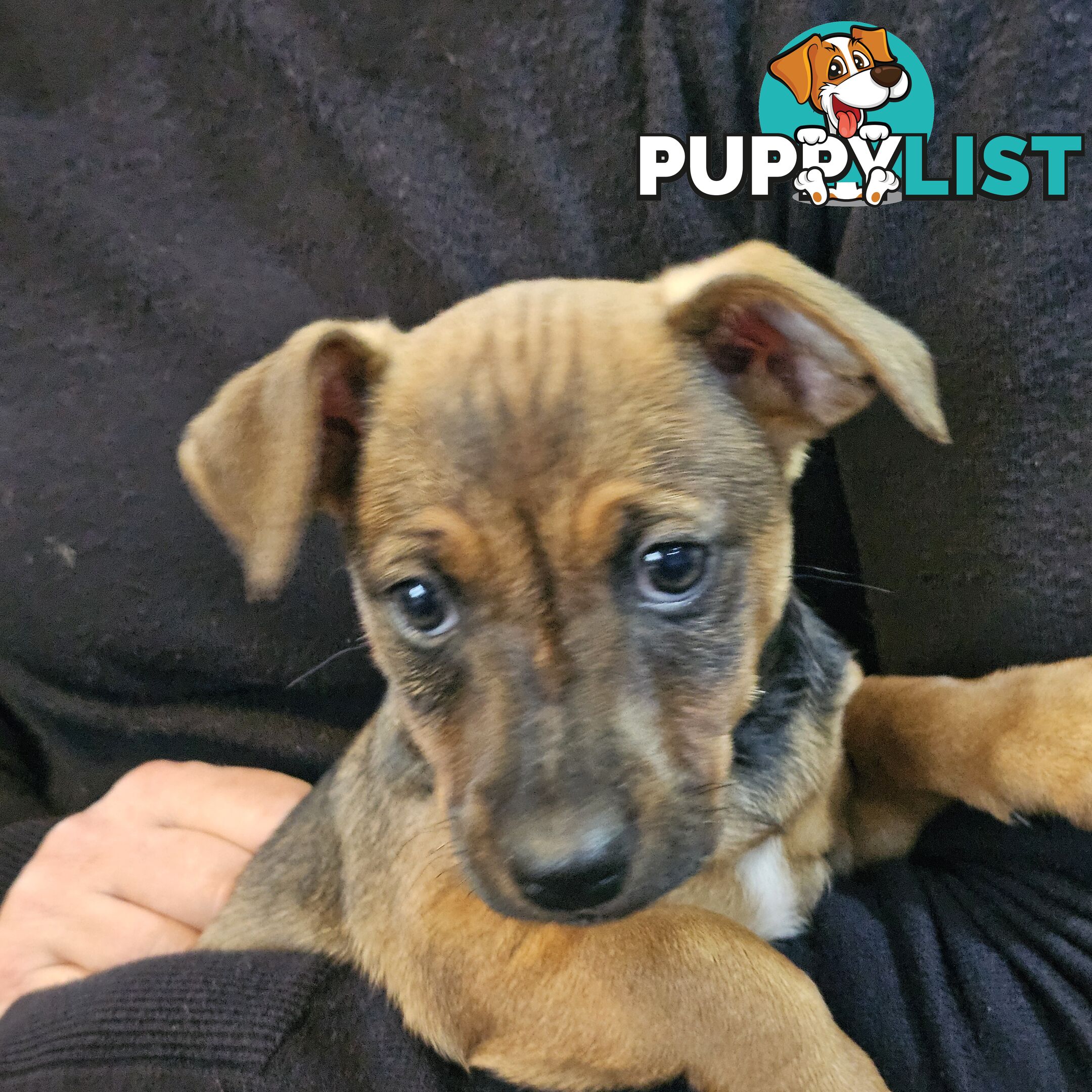 Manchester Terrier x Jack Russell