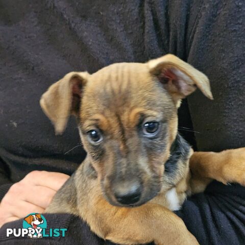 Manchester Terrier x Jack Russell