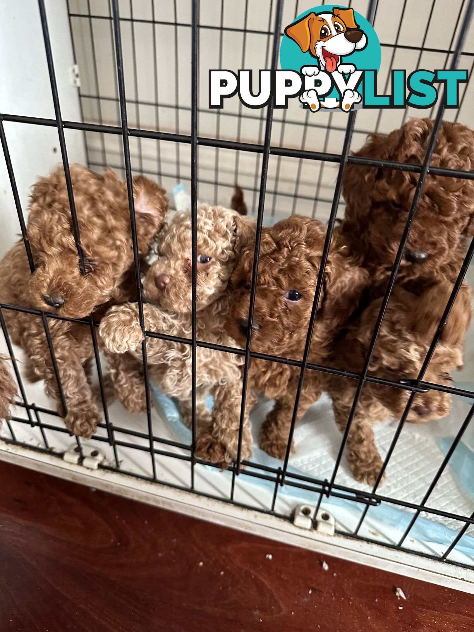 Purebred toy poodle