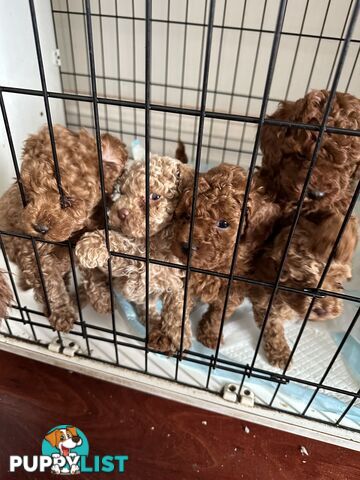 Purebred toy poodle