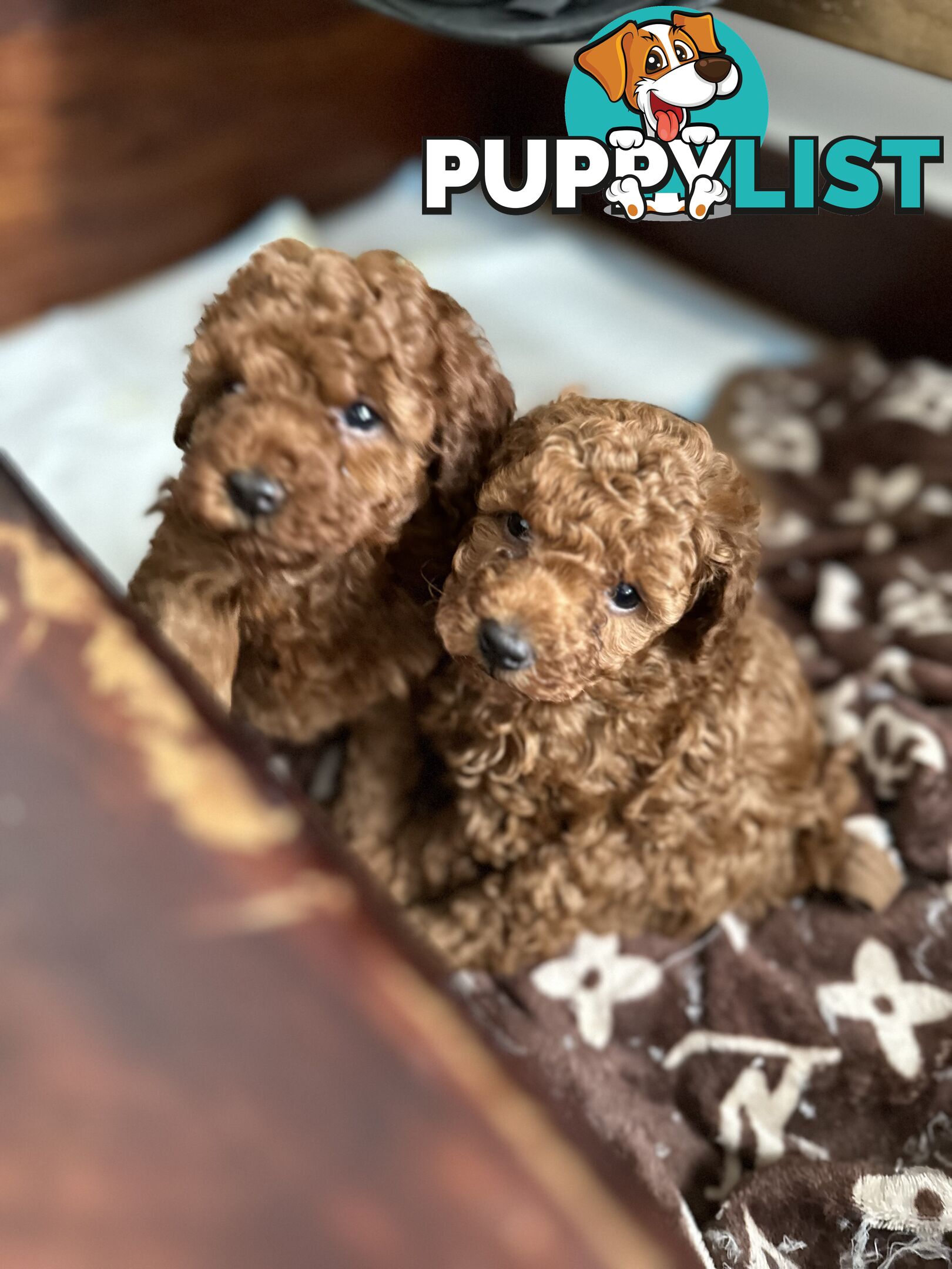 Purebred toy poodle