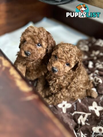 Purebred toy poodle