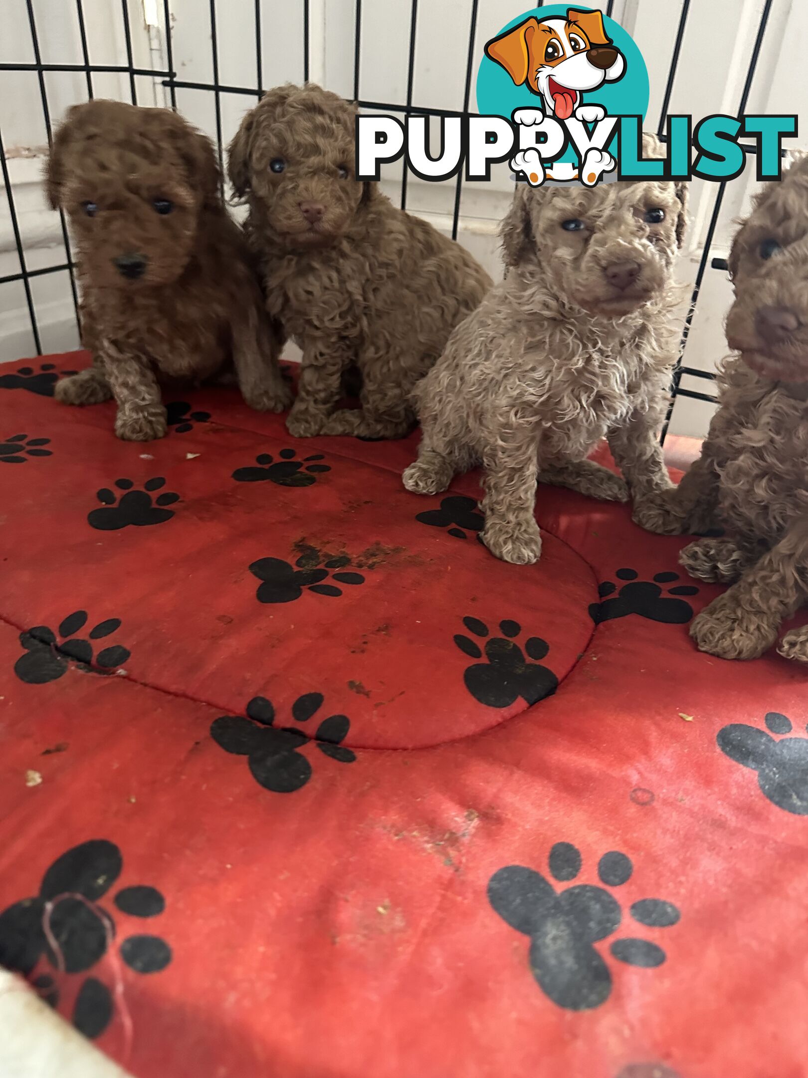 Purebred toy poodle