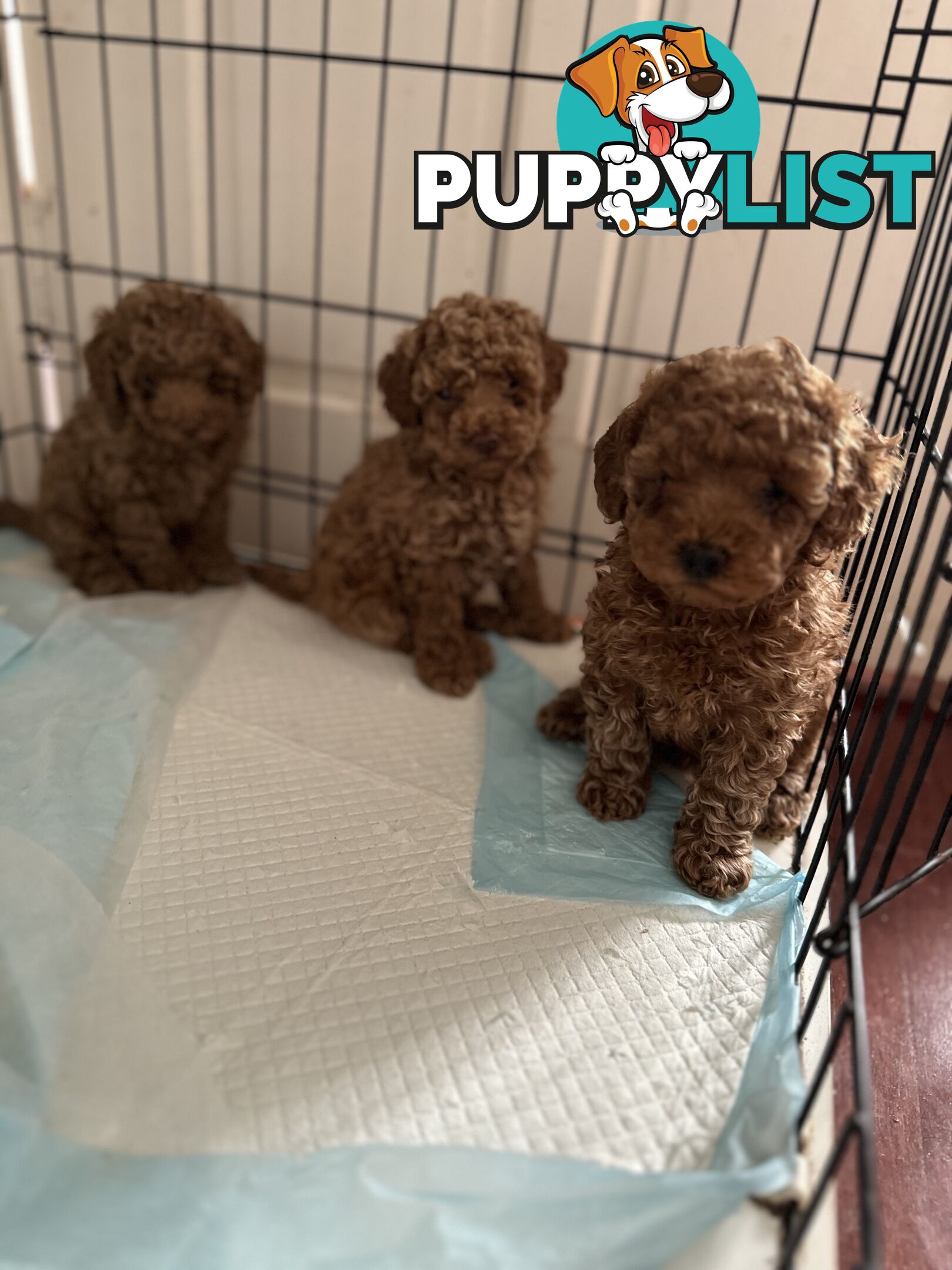 Purebred toy poodle