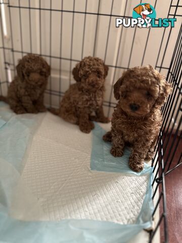 Purebred toy poodle