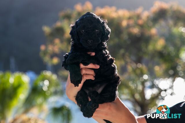 Cavoodle Pups! Healthy &amp; Happy